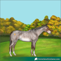 Horse Color:Liver Red Roan Mushroom 