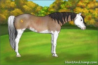 Horse Color:Brown Dun Splash 