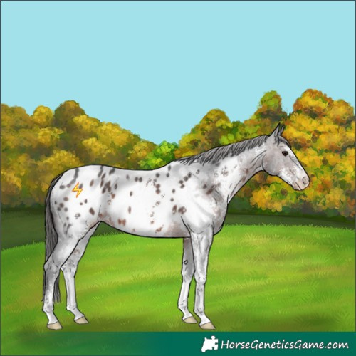 Horse Color:Brown Mushroom Sabino Appaloosa 