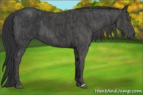 Horse Color:Black  Brindle