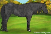 Horse Color:Black  Brindle