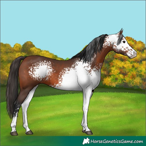 Horse Color:White Spotted Bay Sabino