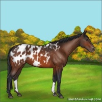 Horse Color:Bay Appaloosa