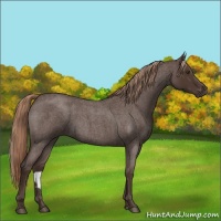 Horse Color:Liver Red Roan Rabicano 
