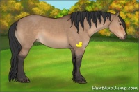 Horse Color:Bay Dun Sabino Rabicano