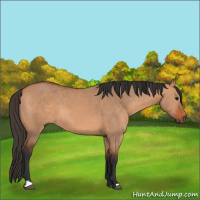 Horse Color:Bay Dun 
