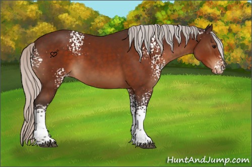 Horse Color:White Spotted Silver Bay Sabino Appaloosa Rabicano