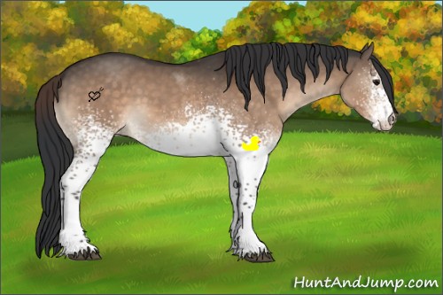 Horse Color:White Spotted Bay Dun Sabino Rabicano