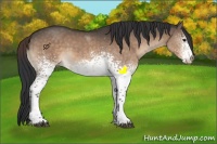 Horse Color:White Spotted Bay Dun Sabino Rabicano 