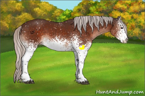 Horse Color:White Spotted Silver Brown Appaloosa