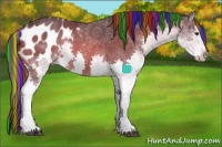 Horse Color:Painted White Spotted Bay Splash Appaloosa 