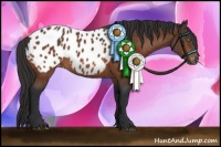 Horse Color:Bay Appaloosa 