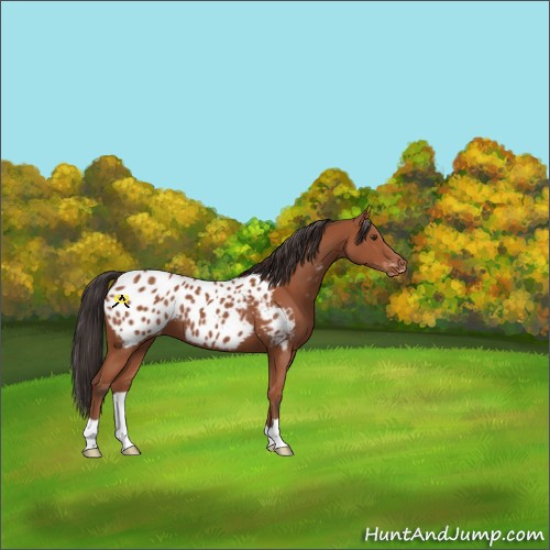Horse Color:Bay Appaloosa