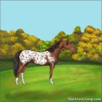 Horse Color:Bay Appaloosa 