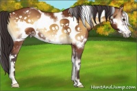 Horse Color:White Spotted Buckskin Onyx Frame 