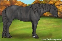 Horse Color:Black  Brindle