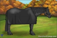 Horse Color:Black  Brindle