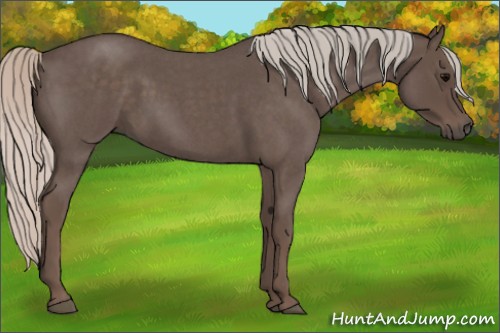 Horse Color:Silver Blue Roan 