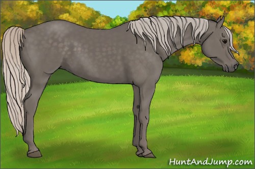 Horse Color:Silver Black