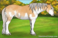 Horse Color:Silver Buckskin Splash Rabicano 