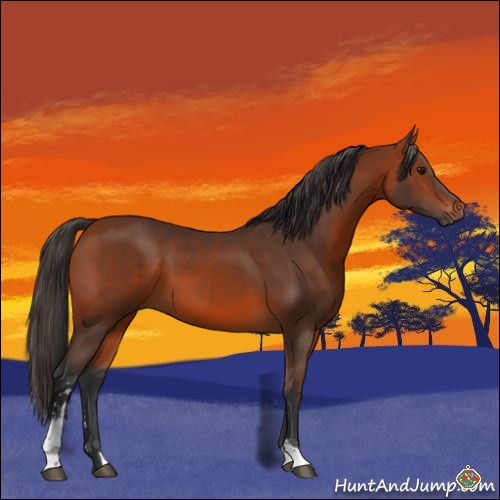 Horse Color:Bay Sabino