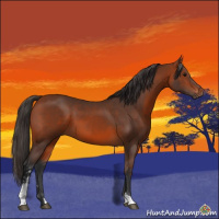 Horse Color:Bay Sabino