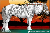 Horse Color:Blue Roan Splash Tobiano Frame Appaloosa 