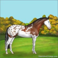 Horse Color:Brown Splash Appaloosa 