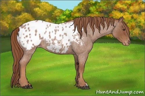 Horse Color:Red Roan Appaloosa 