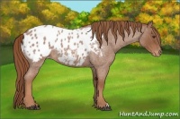 Horse Color:Red Roan Appaloosa 