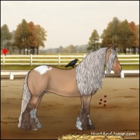 Horse Color:Silver Bay Dun Appaloosa