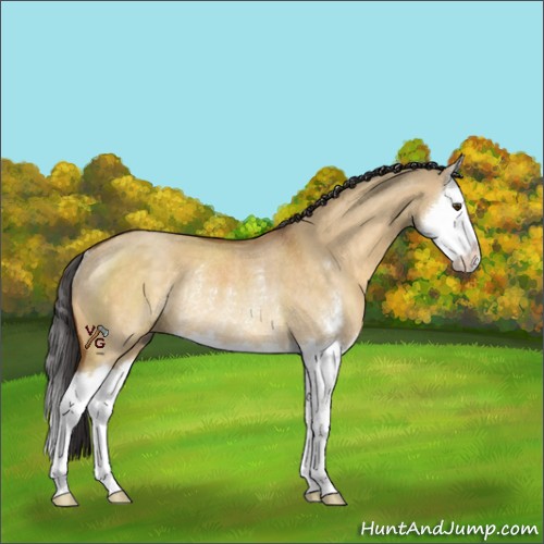 Horse Color:Buckskin Dun Sabino Splash Rabicano 