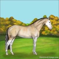 Horse Color:Buckskin Dun Sabino Splash Rabicano 