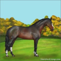 Horse Color:Brown Sabino 