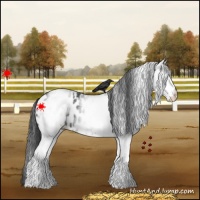 Horse Color:White Spotted Blue Roan Appaloosa