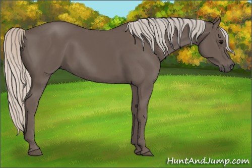 Horse Color:Silver Black
