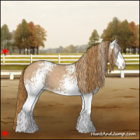 Horse Color:White Spotted Red Roan Appaloosa Rabicano