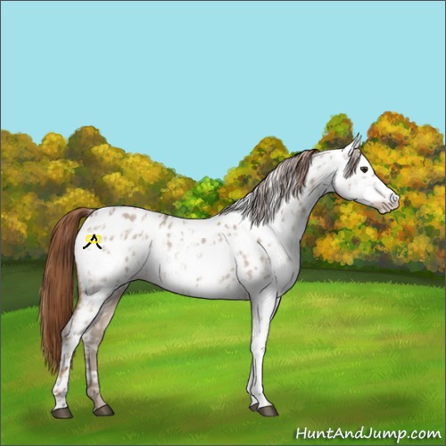 Horse Color:Red Dun Appaloosa  and Red Dun Appaloosa 