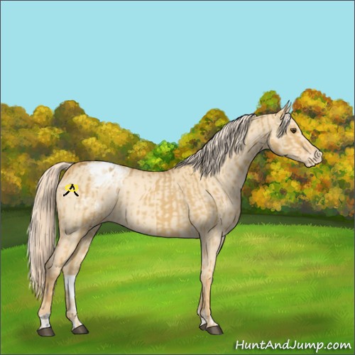Horse Color:Palomino Dun Appaloosa  and Gold Cream Champagne Dun Appaloosa 
