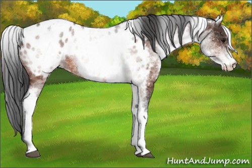 Horse Color:White Spotted Bay Appaloosa 