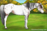 Horse Color:White Spotted Bay Appaloosa 
