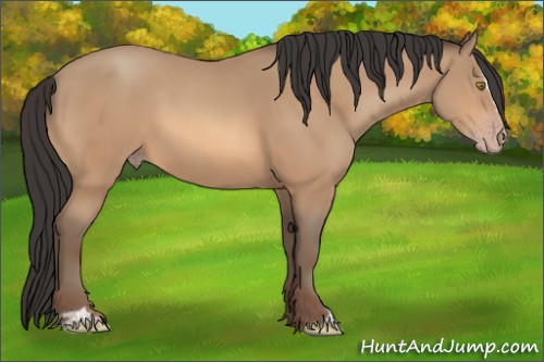 Horse Color:Amber Champagne Sabino 