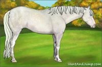 Horse Color:Watercolor White Spotted Silver Smoky Grullo Ice Pearl Appaloosa Rabicano 