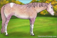 Horse Color:Platinum Watercolor White Spotted Chocolate Silver Blue Onyx Ice Appaloosa Rabicano 