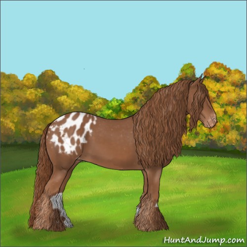 Horse Color:Chestnut Appaloosa 
