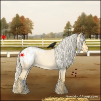 Horse Color:Palomino Roan Dun Blanket 