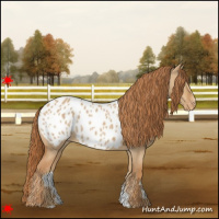 Horse Color:Red Dun Appaloosa