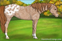 Horse Color:Chestnut Ice Appaloosa 