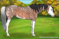 Horse Color:Bay Ice Splash 