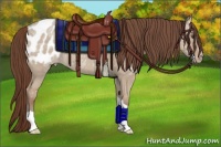 Horse Color:Classic Champagne Ice Dun Appaloosa 
